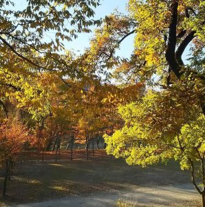 長瀞オートキャンプ場紅葉